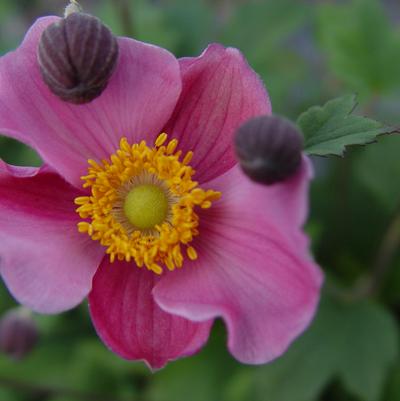 Anemone x 'September Charm'