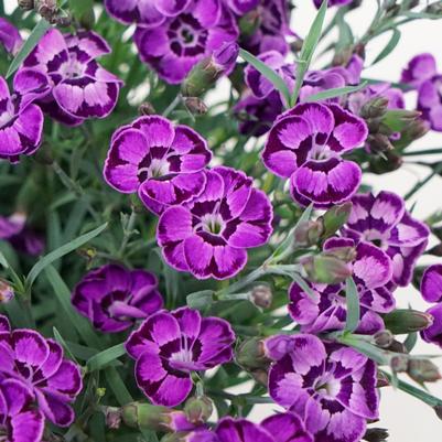 Dianthus x Everlast™ - Violet Blue