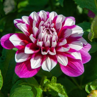 Dahlia 'Patches'