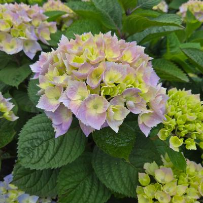 Hydrangea macrophylla Let's Dance Sky View®