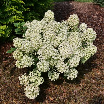 Hydrangea paniculata Tiny Quick Fire®