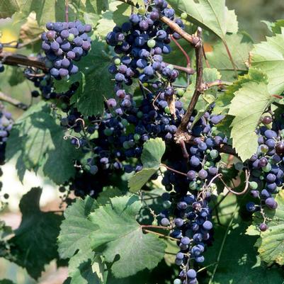 Vitis x Frontenac™