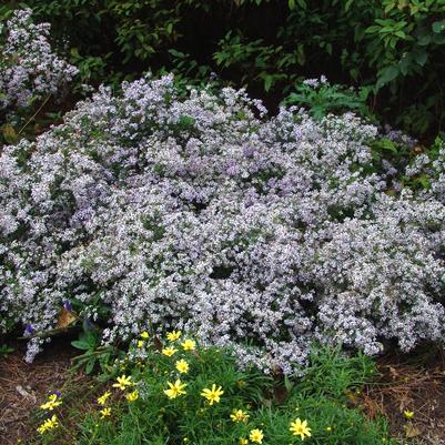 Aster cordifolium 
