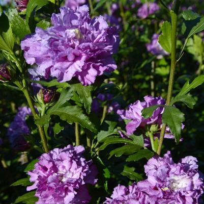 Hibiscus syriacus French Cabaret™ Purple