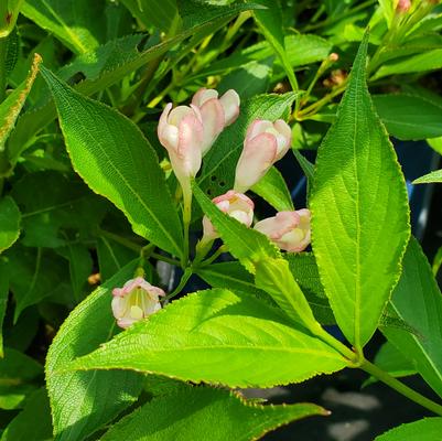 Weigela x Peach Kisses™