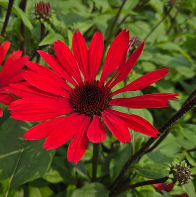 Echinacea x Panama™ Red