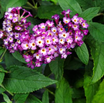 Buddleia x Blueberry Pie™