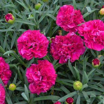Dianthus x Fruit Punch® Funky Fuchsia