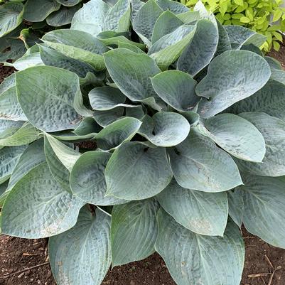 Hosta hybrid Shadowland® 'Above the Clouds'