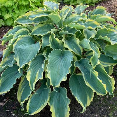 Hosta x Shadowland® 'Voices in the Wind'