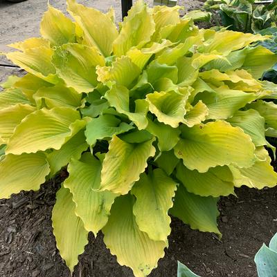 Hosta hybrid Shadowland® 'Echo the Sun'