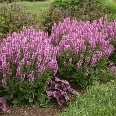 Salvia x Color Spires® 'Back to the Fuchsia'