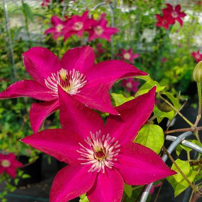 Clematis x Garland® Tekla™