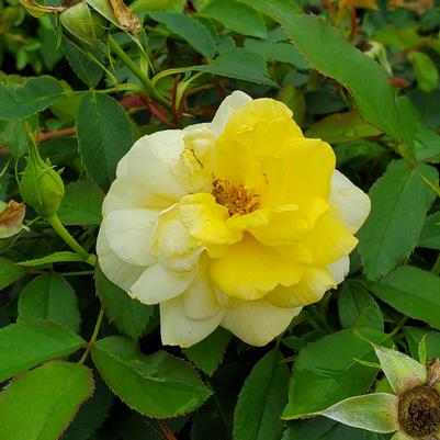 Rosa Easy Elegance® Yellow Brick Road
