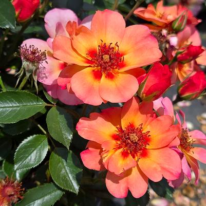 Rosa Flower Carpet® Peach