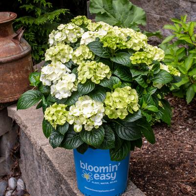 Hydrangea macrophylla Grin and Tonic™