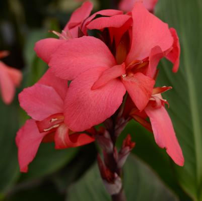 Canna Cannova® Rose