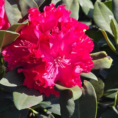 Rhododendron Holden's™ Red