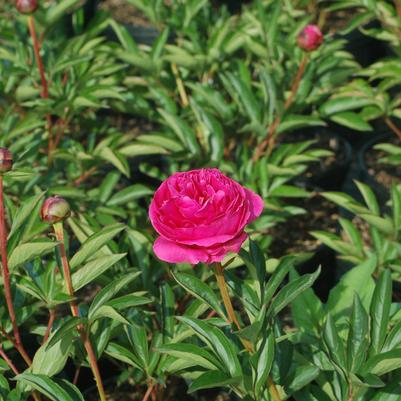 Paeonia lactiflora 'Kansas'