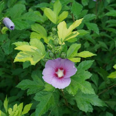 Hibiscus syriacus 'Paraplu Adorned'™