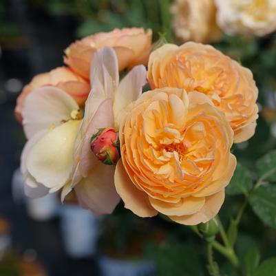 Rosa x Flavorette® Honey-Apricot
