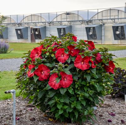 Hibiscus x Summerific® Valentine's Crush