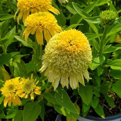 Echinacea x Double Coded™ Double Coded® Butter Pecan