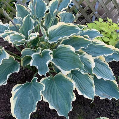 Hosta hybrid Shadowland® 'Hope Springs Eternal'