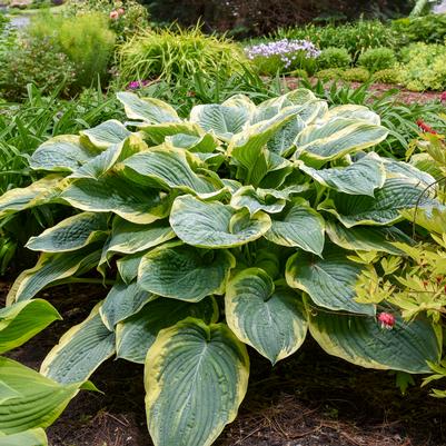Hosta hybrid Shadowland® 'Gigantosaurus'