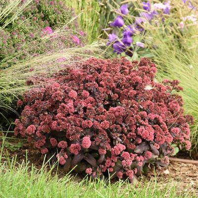 Sedum x Rock 'N Grow® 'Midnight Velvet'