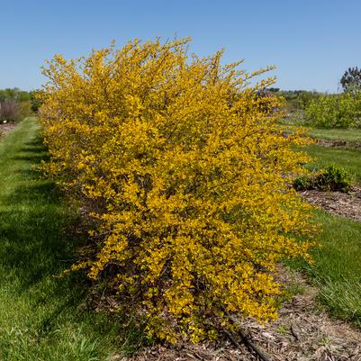 Physocarpus opulifolius Honeycomb®