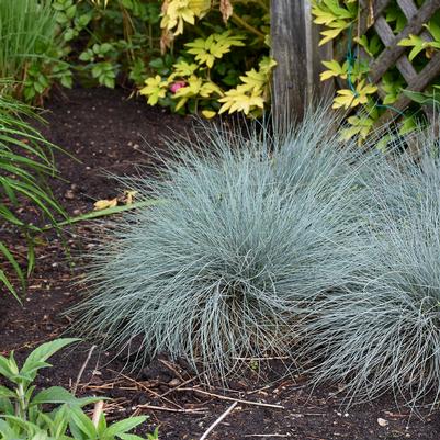 Festuca glauca 'Blue Whiskers'