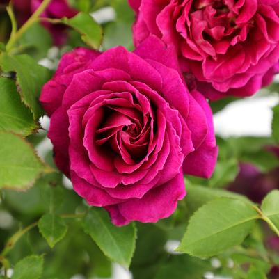 Rosa True Serenity