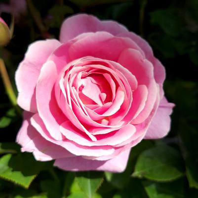 Rosa True Perfume
