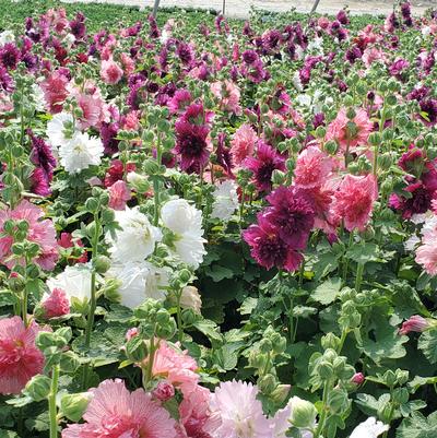 Alcea rosea annua Spring Celebrities Mix