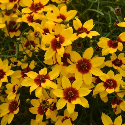 Coreopsis verticillata Designer Threads™ 'Golden Needles'