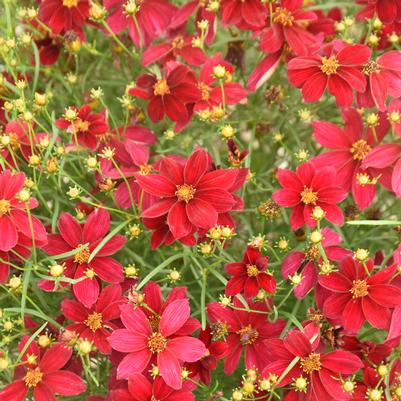 Coreopsis verticillata Designer Threads™ 'Scarlet Ribbons'