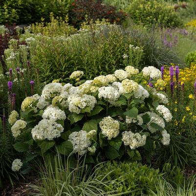 Hydrangea arborescens FlowerFull™