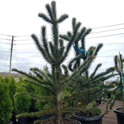 Araucaria araucana 