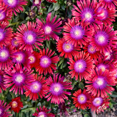 Delosperma x KALEIDOSCOPE™ 'Razzle Dazzle'
