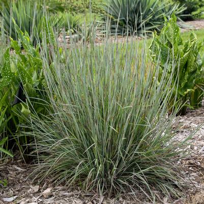 Schizachyrium scoparium PRAIRIE WINDS® 'Brush Strokes'