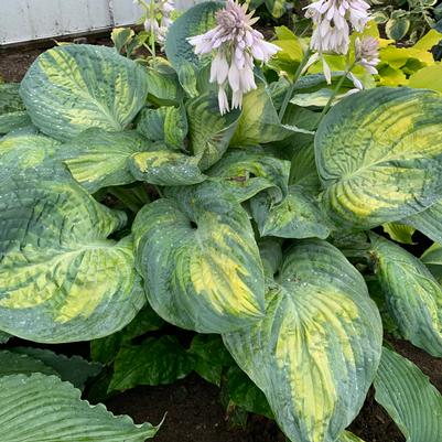 Hosta hybrid Shadowland® 'Sound of Music'