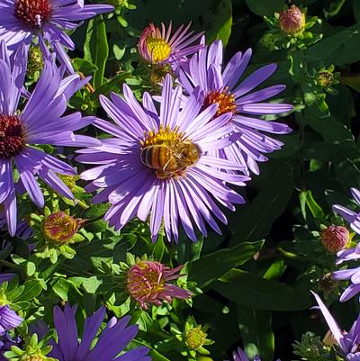Aster oblongifolium 'Twilight Sky'