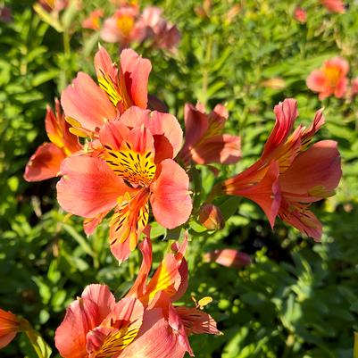 Alstroemeria x 'Coral Chaos'