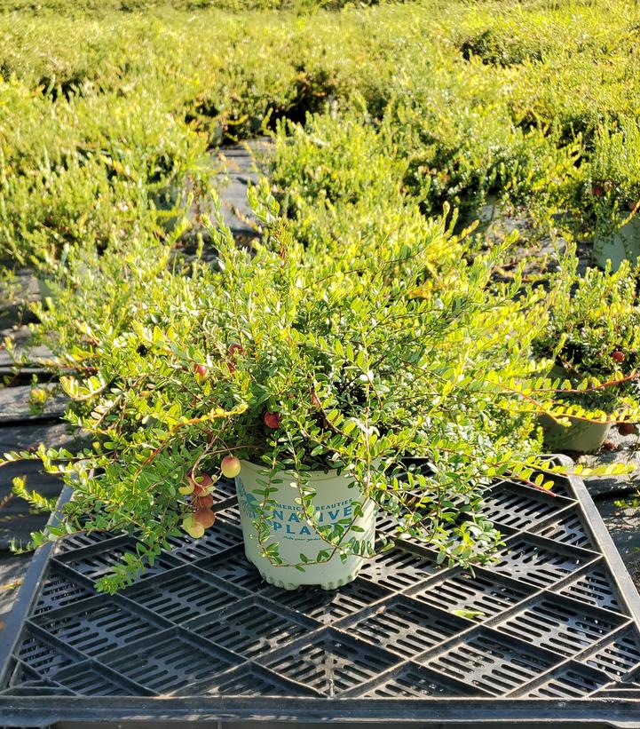 Vaccinium macrocarpon 'Pilgrim'
