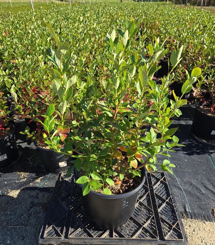 Vaccinium corymbosum 'Duke'