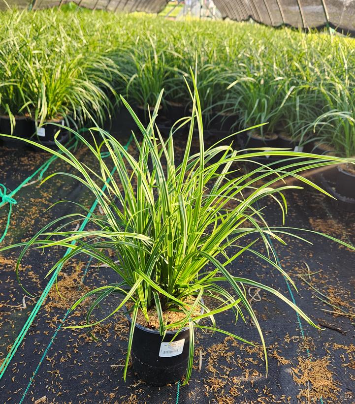 Carex morrowii Ice Dance