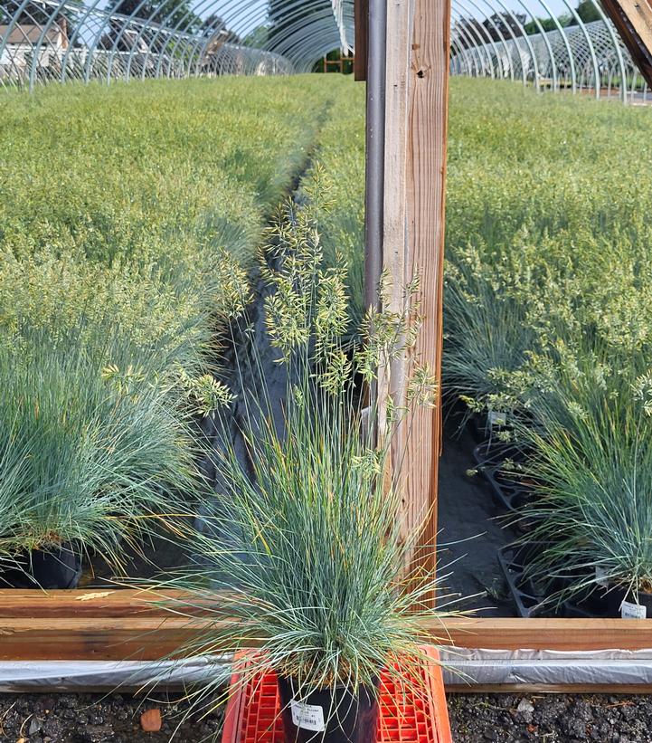 Festuca cinerca Elijah Blue