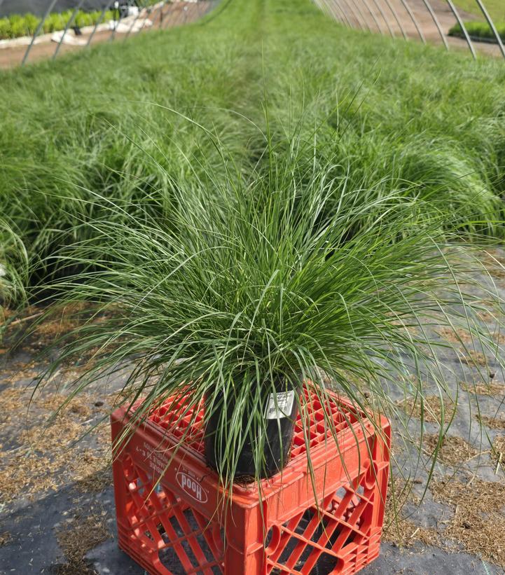 Pennisetum alopecuroides Hameln