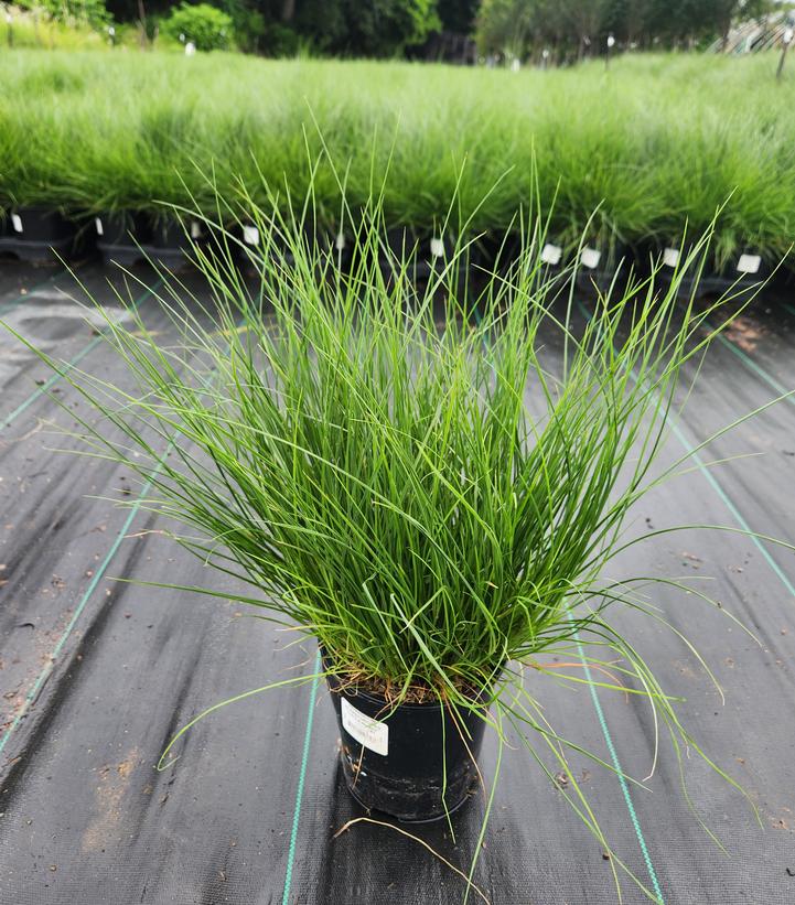 Pennisetum alopecuroides Little Bunny